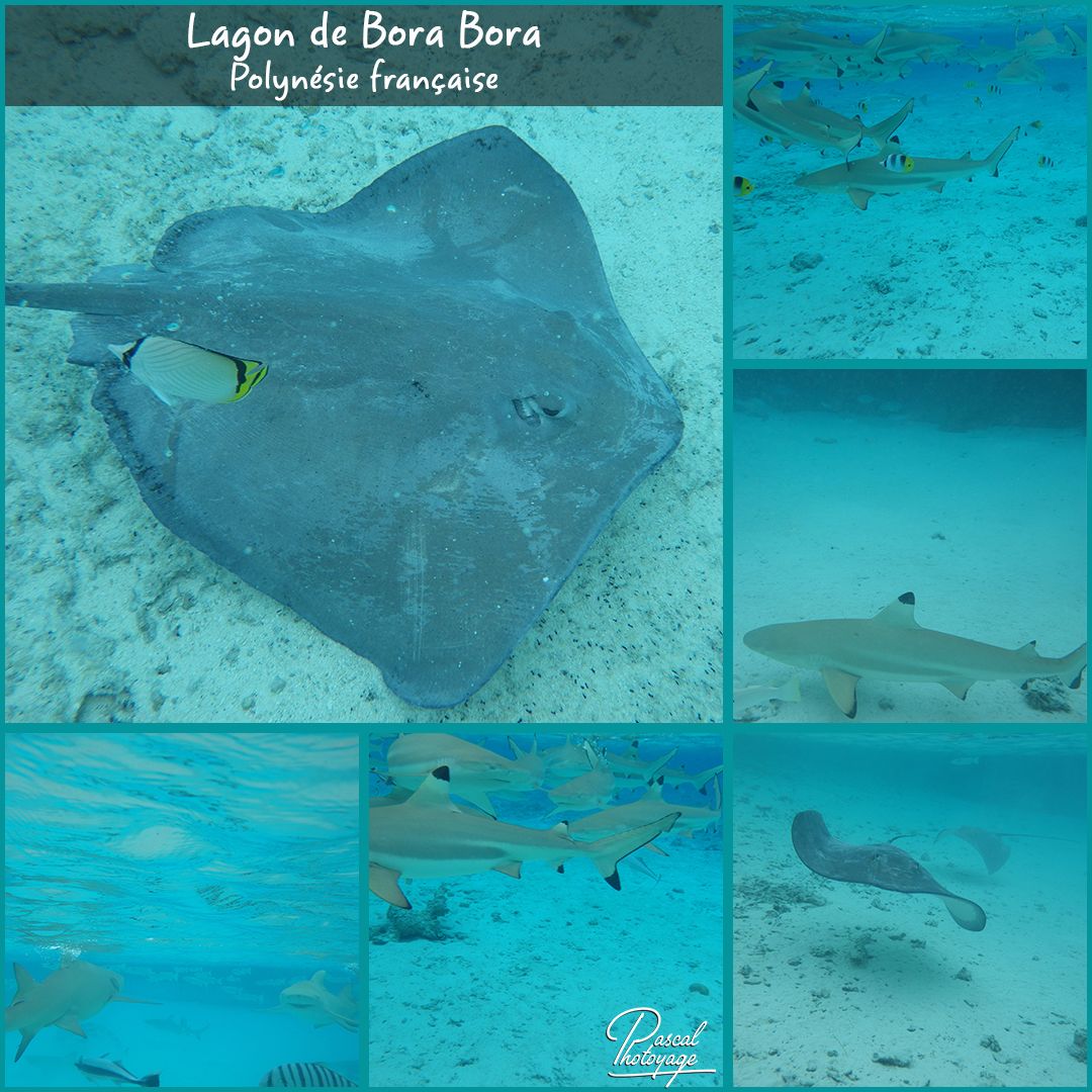 95639082_bora_bora_-_requins_et_raies_01_-_layout_30.jpg