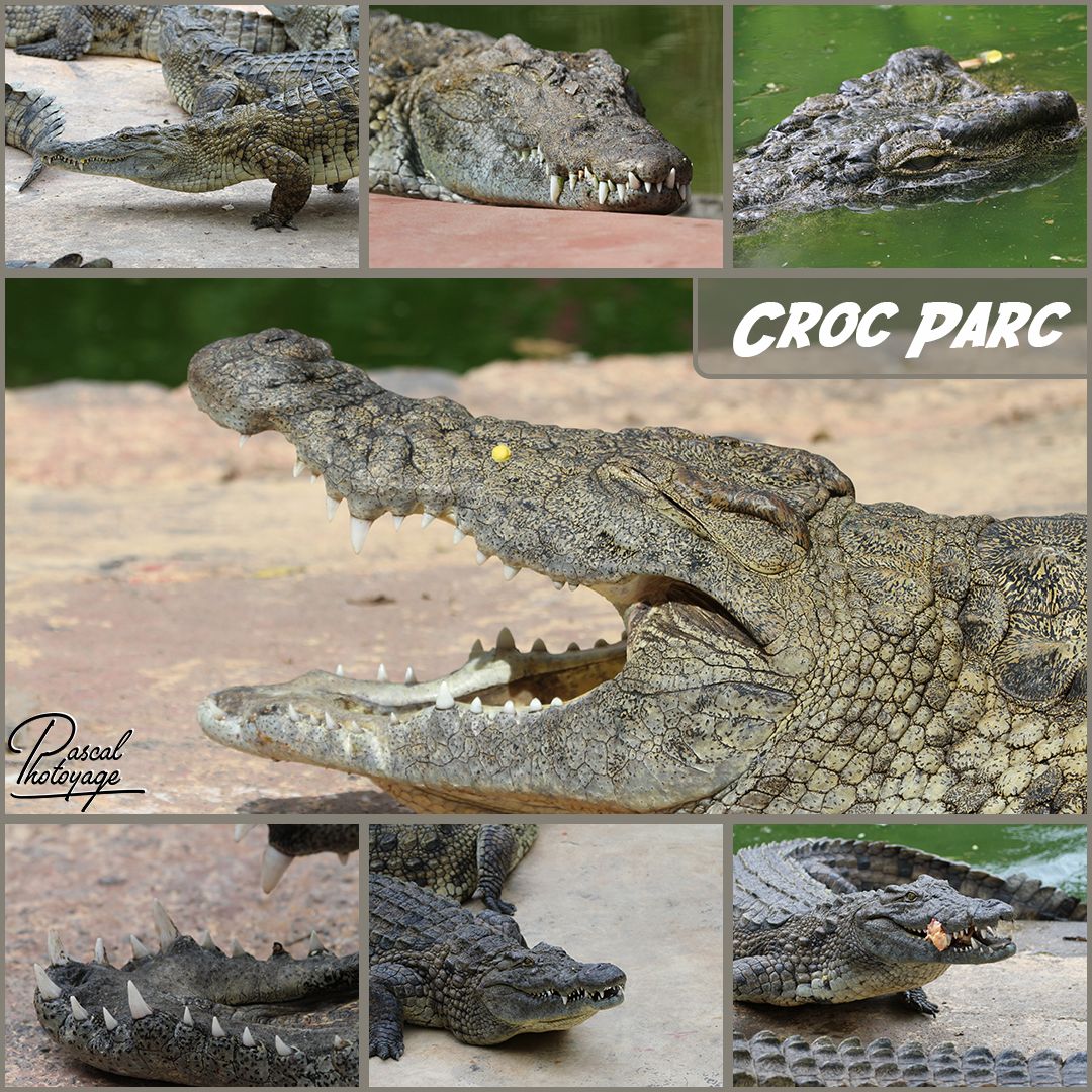 95866400_croc_parc_01_-_layout_32_1080x1080.jpg