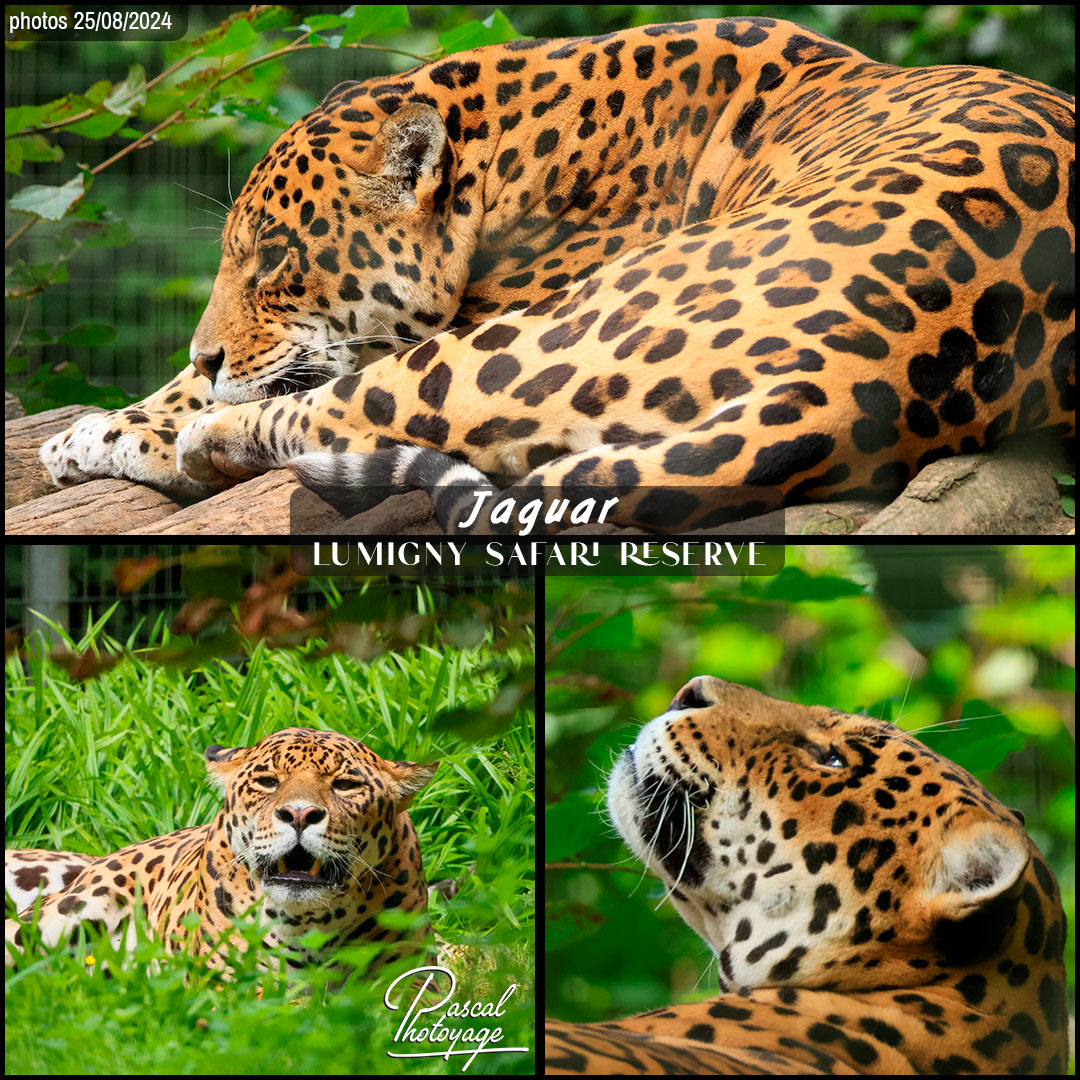 96143850_jaguar_04_-_lumigny_safari_reserve_-_layout_73_1080x1080.jpg