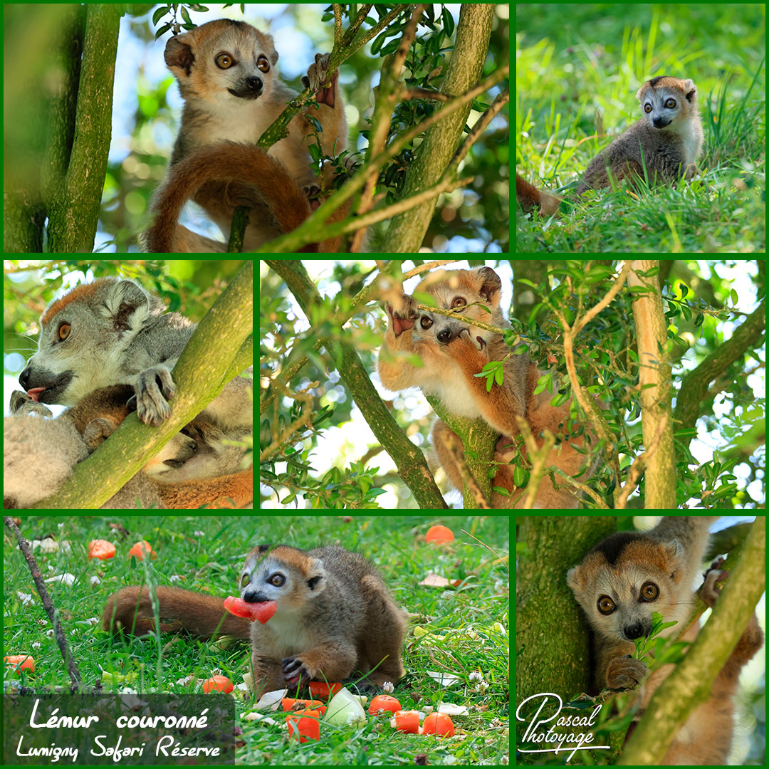 96579788_lemur_couronne_01_-_lumigny_safari_reserve_-_layout_28_1080x1080.jpg