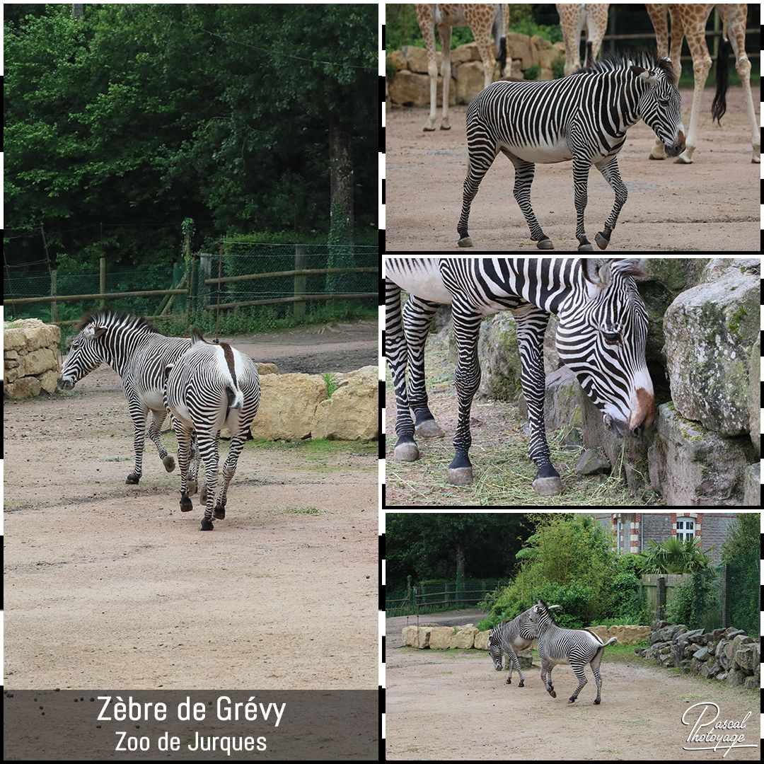 97036153_jurques_-_zebre_de_grevy_01_-_layout_67_1080x1080.jpg