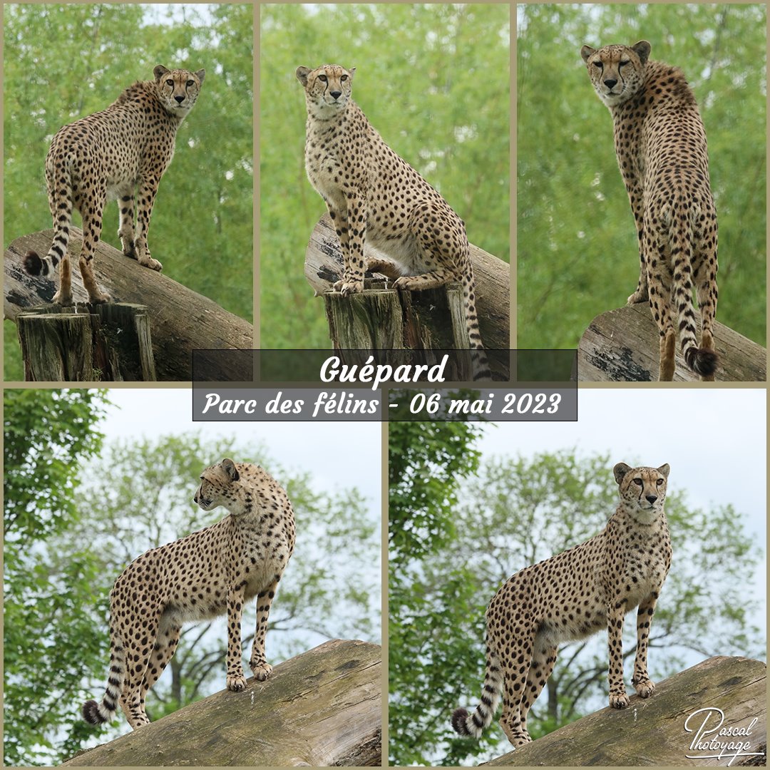 97745833_parc_des_feins_-_guepard_01_-_layout_22_1080x1080.jpg