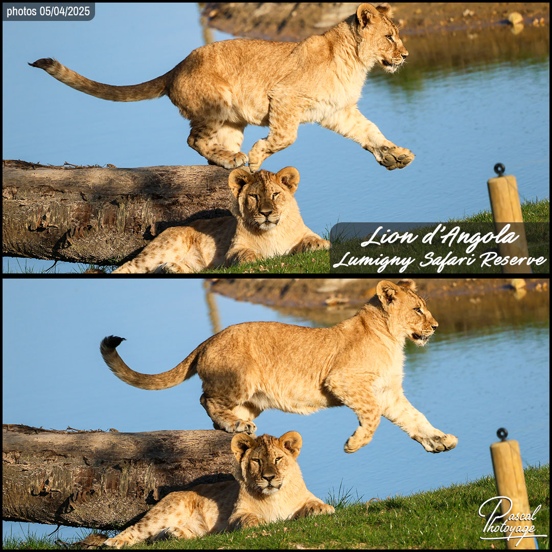 98060346_lion_d_angola_01_-_lumigny_safari_reserve_-_layout_52_1080x1080.jpg