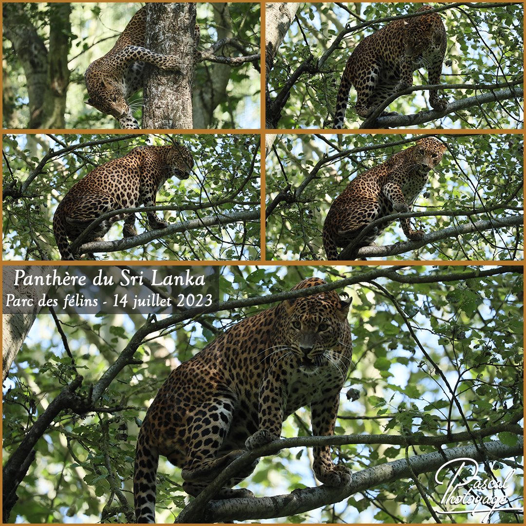 98399534_parc_des_felins_-_panthere_du_sri_lanka_01_-_layout_55.jpg