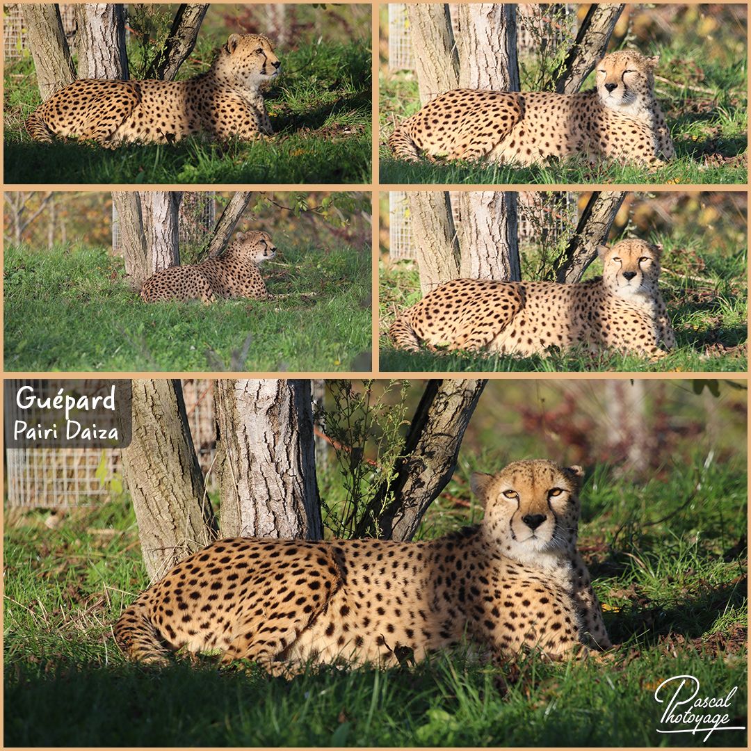 98410326_pairi_daiza_-_guepard_01_-_layout_55_1080x1080.jpg