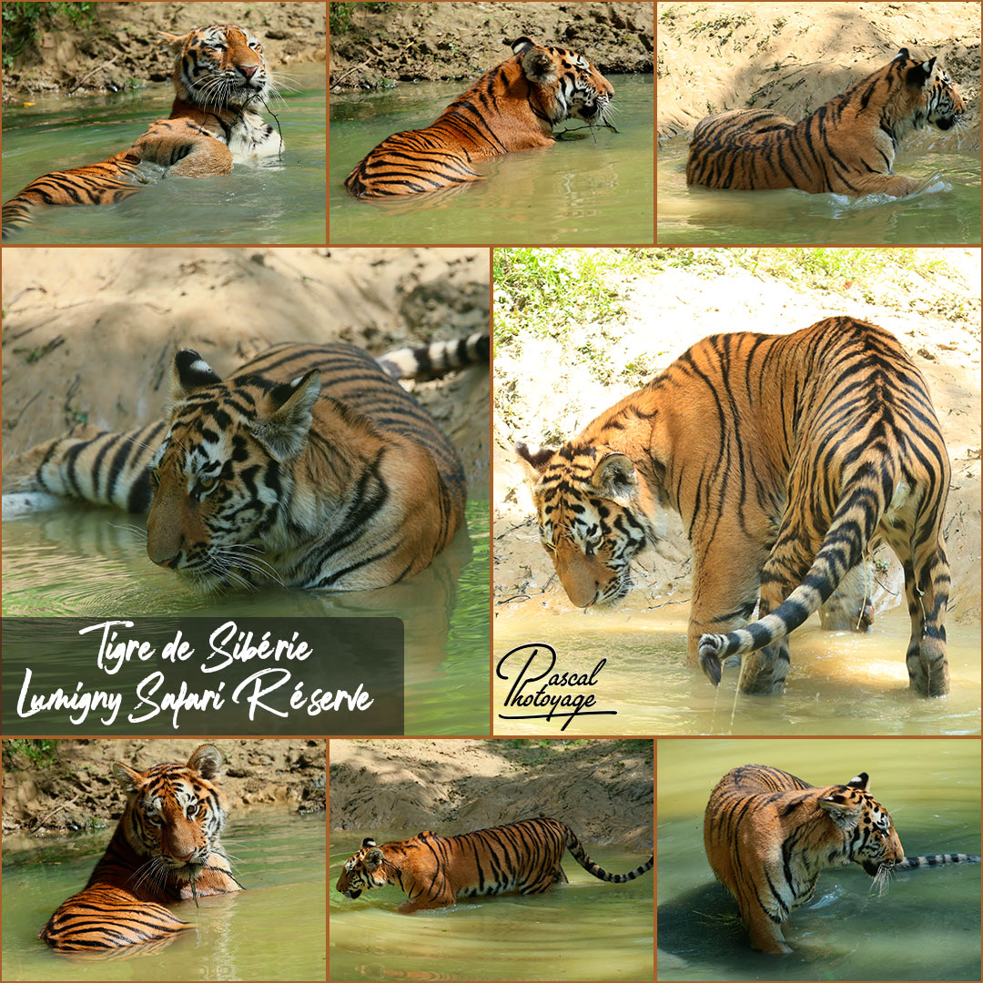 98792178_tigre_de_siberie_01_-_lumigny-safari_reserve_-_layout_34_1080x1080.jpg