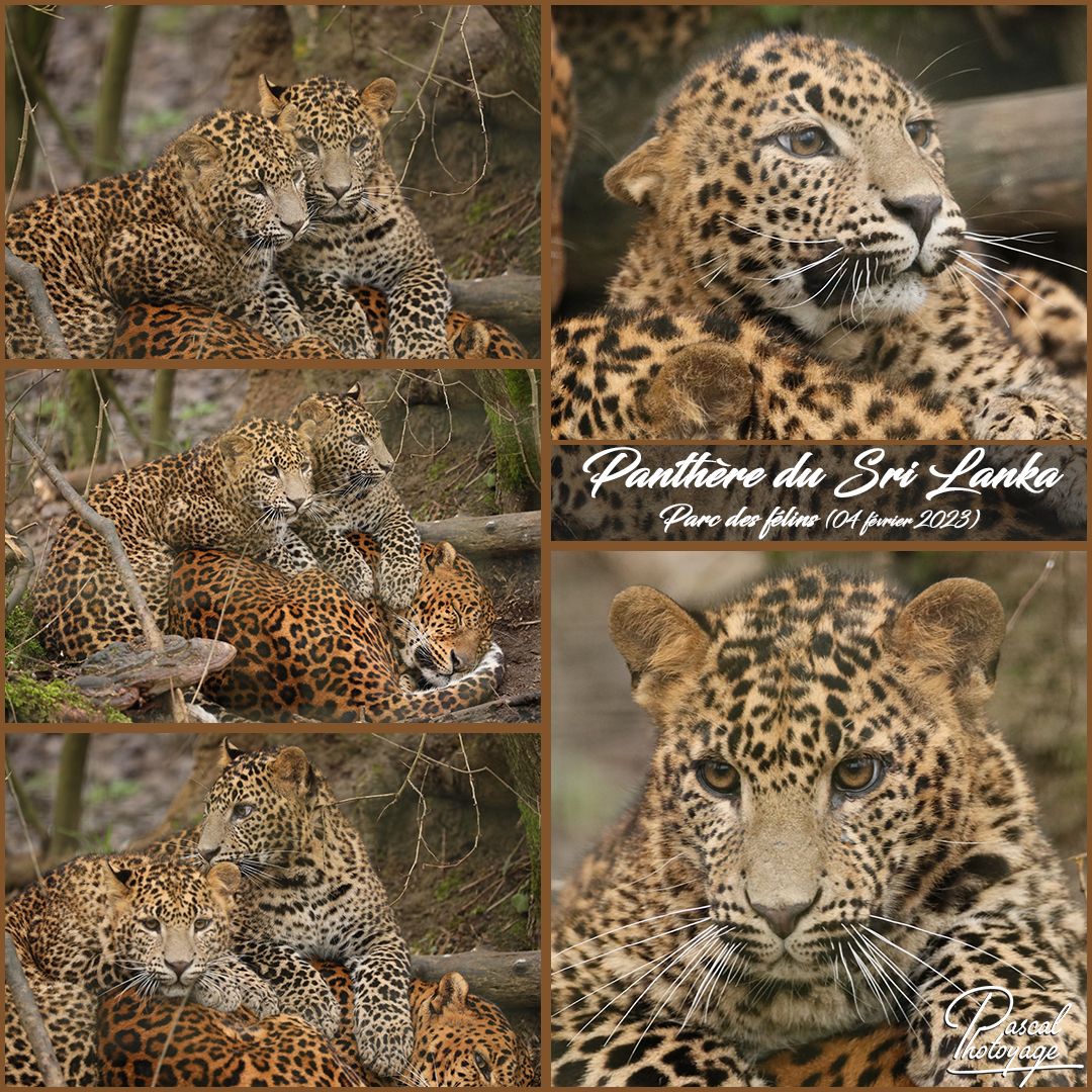 98806736_parc_des_felins_-_panthere_du_sri_lanka_01_-_layout_17.jpg