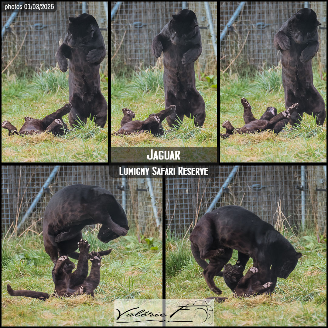 98887624_jaguar_noir_01_-_lumigny_safari_reserve_-_layout_22_1080x1080.jpg