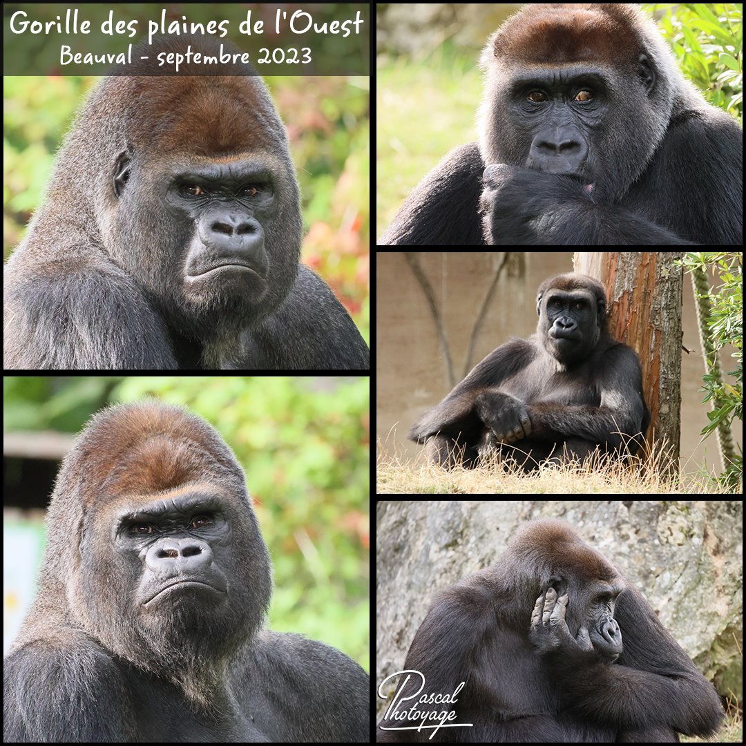 99080568_gorille_plaines_de_l_ouest_01_-_layout_18_1080x1080.jpg