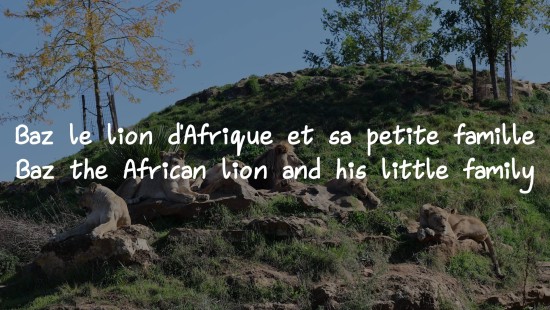Baz le lion d'Afrique et sa petite famille du BioParc de Doué La Fontaine (photos du 13 octobre 2025).