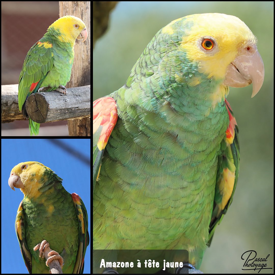 amazone_a_tete_jaune_01_-_layout_61_1080x1080.jpg