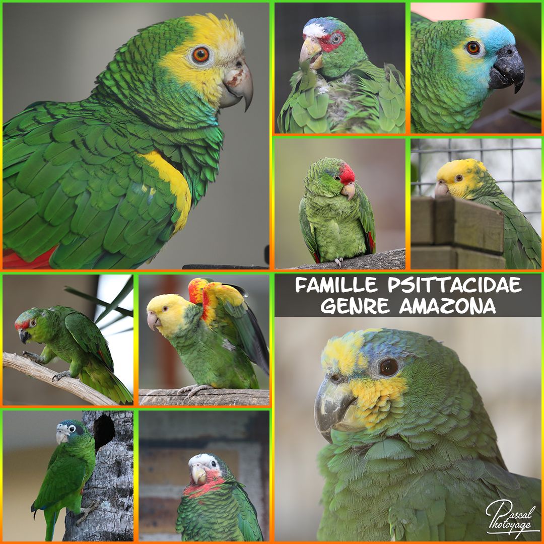 amazones_01_-_layout_48_1080x1080.jpg