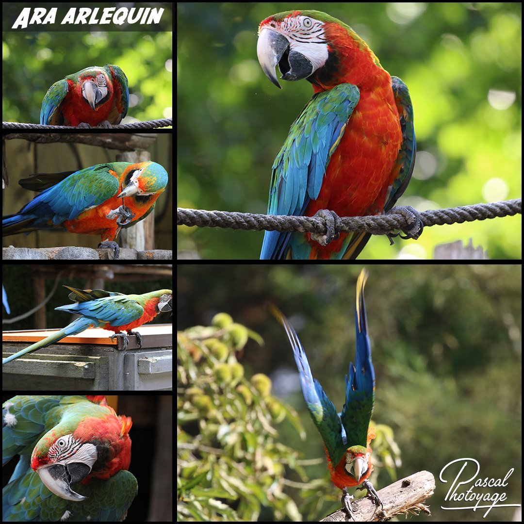 ara_arlequin_01_-_layout_65_1080x1080.jpg