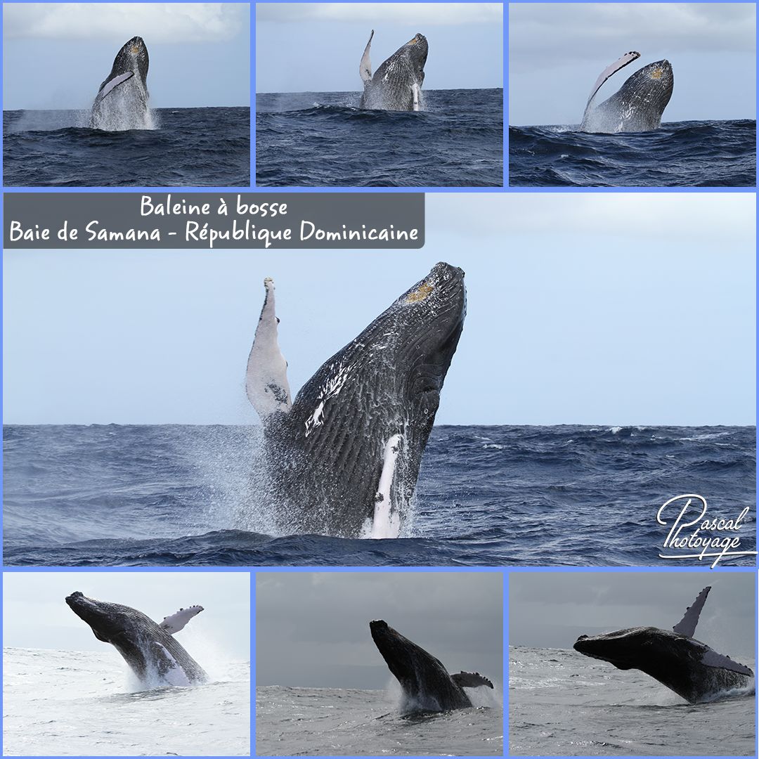Baleine à bosse observée dans la baie de Samana