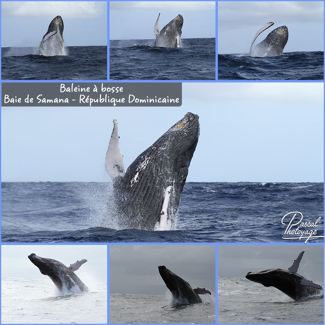 baleines_a_bosse_01_-_layout_32_1080x1080.jpg