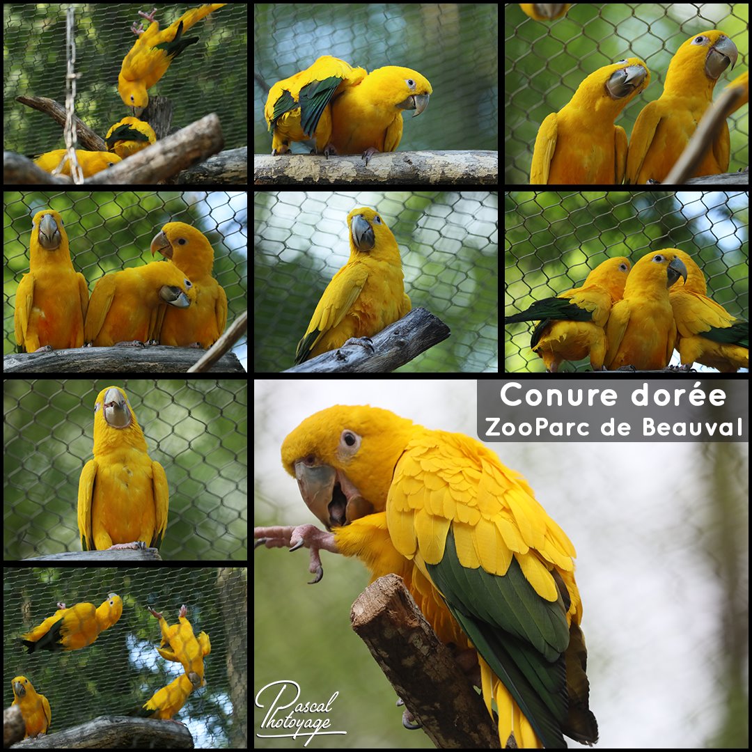 beauval_-_conure_doree_01_-_layout_45_1080x1080.jpg