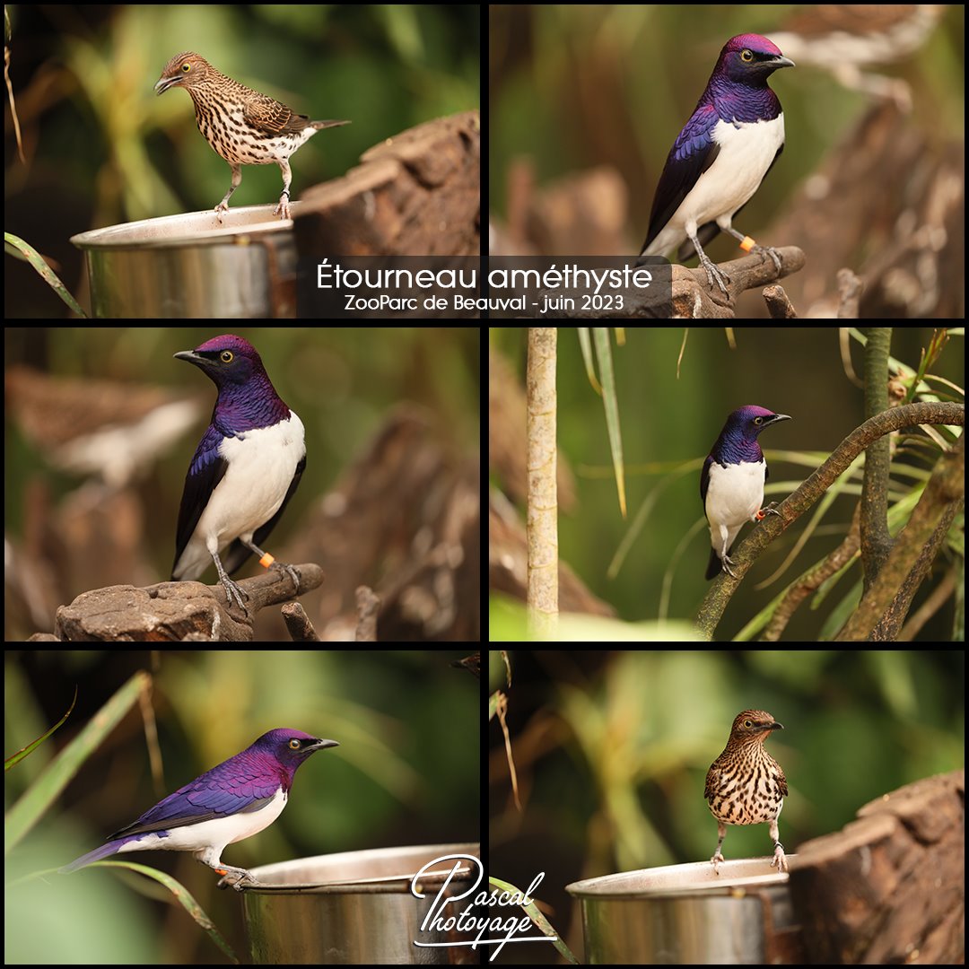 beauval_-_etourneau_amethyste_01_-_layout_71_1080x1080.jpg