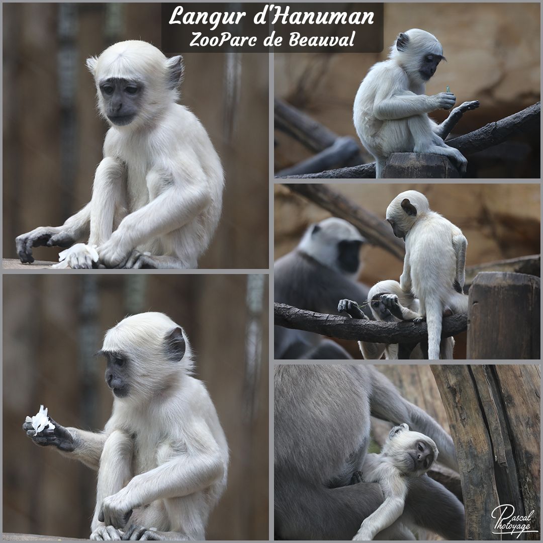beauval_-_langur_d_hanuman_01_-_layout_18_1080x1080.jpg