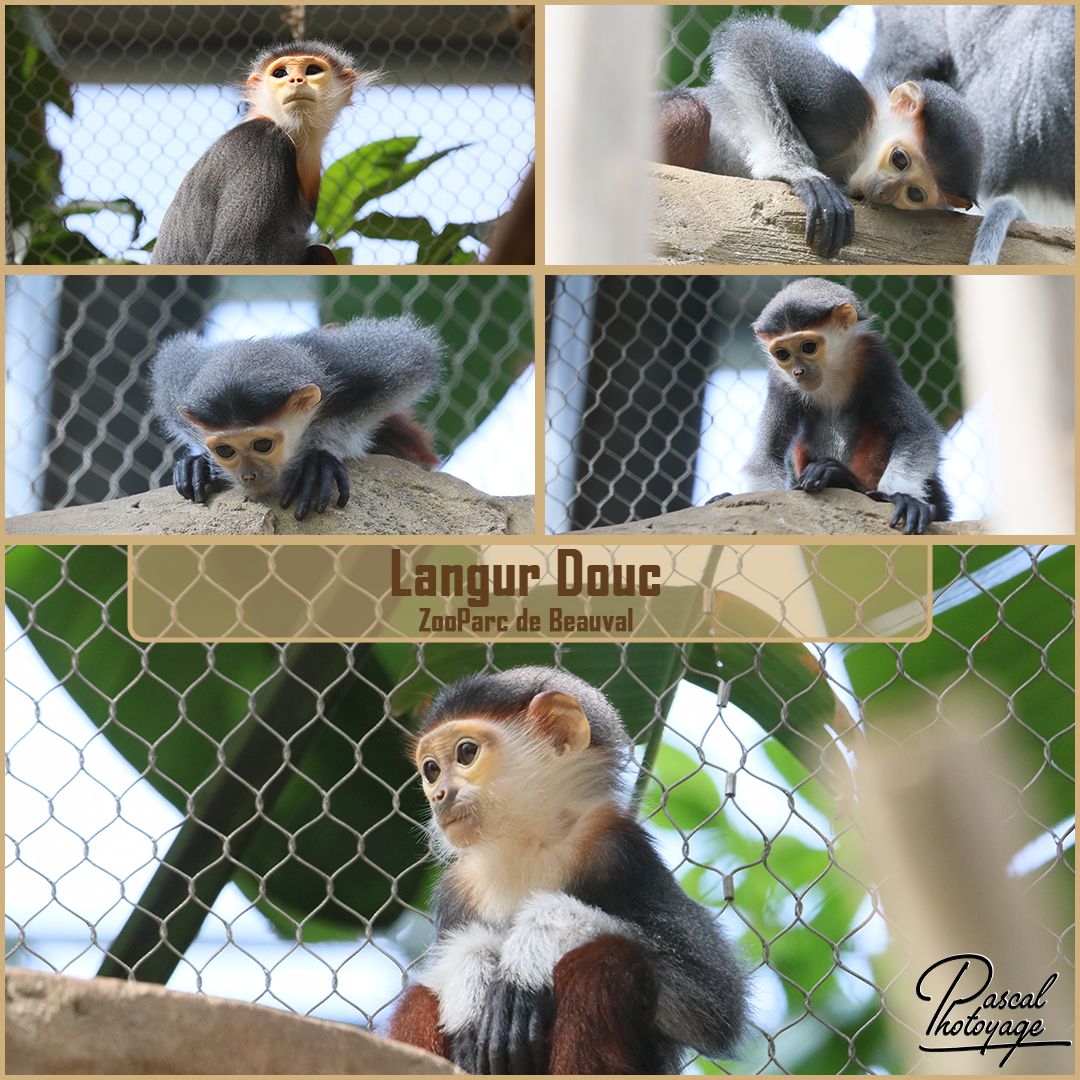 beauval_-_langur_douc_01_-_layout_55_1080x1080.jpg