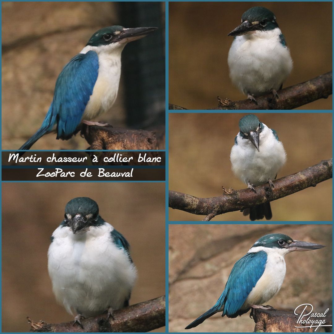 beauval_-_martin_chasseur_a_colier_blanc_-_layout_18_1080x1080.jpg