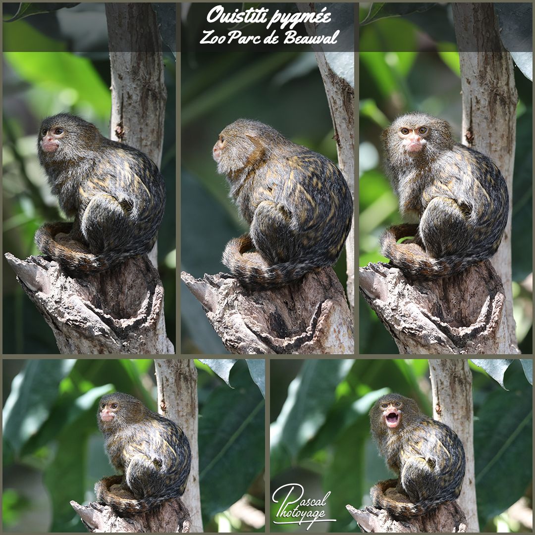 beauval_-_ouistiti_pygmee_01_-_layout_24_1080x1080.jpg