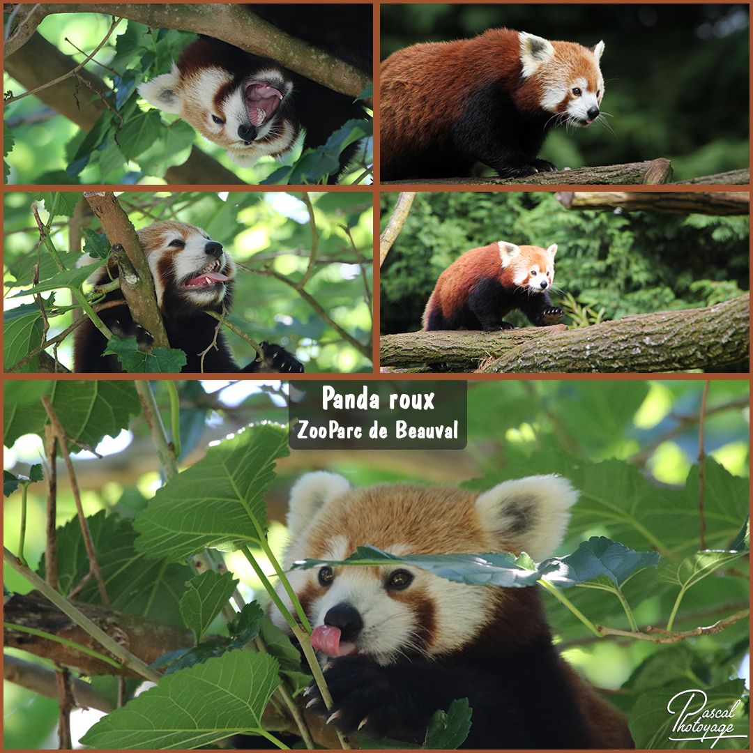 beauval_-_panda_roux_01_-_layout_55_1080x1080.jpg