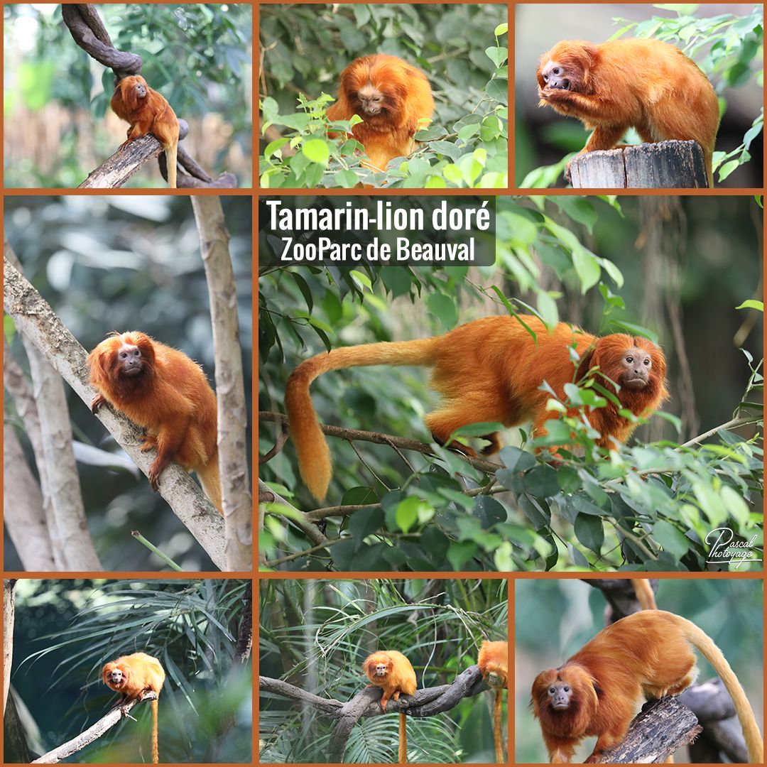beauval_-_tamarion-lion_dore_01_-_layout_35_1080x1080.jpg