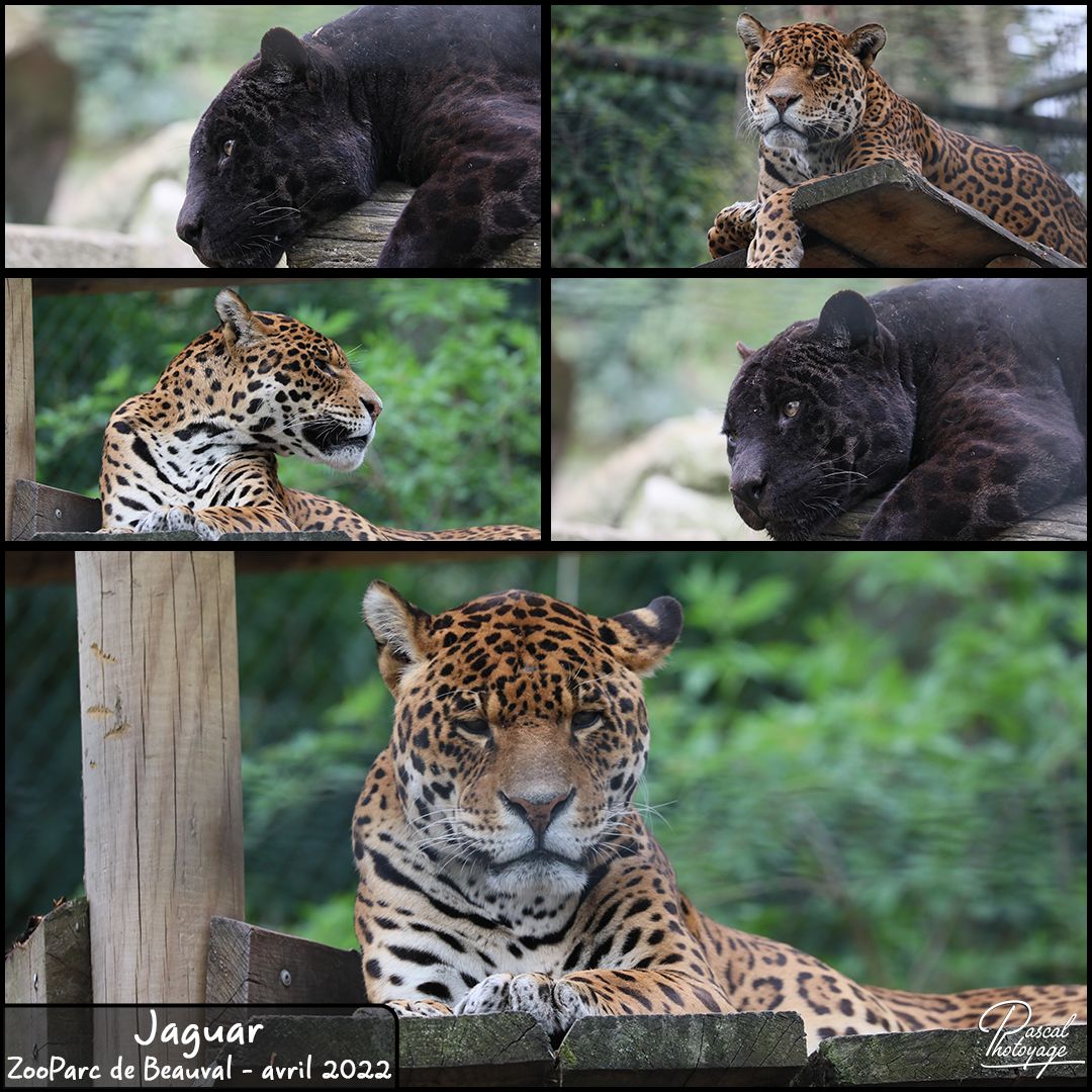 beauval_jaguar_2022_-_layout_55_1080x1080.jpg
