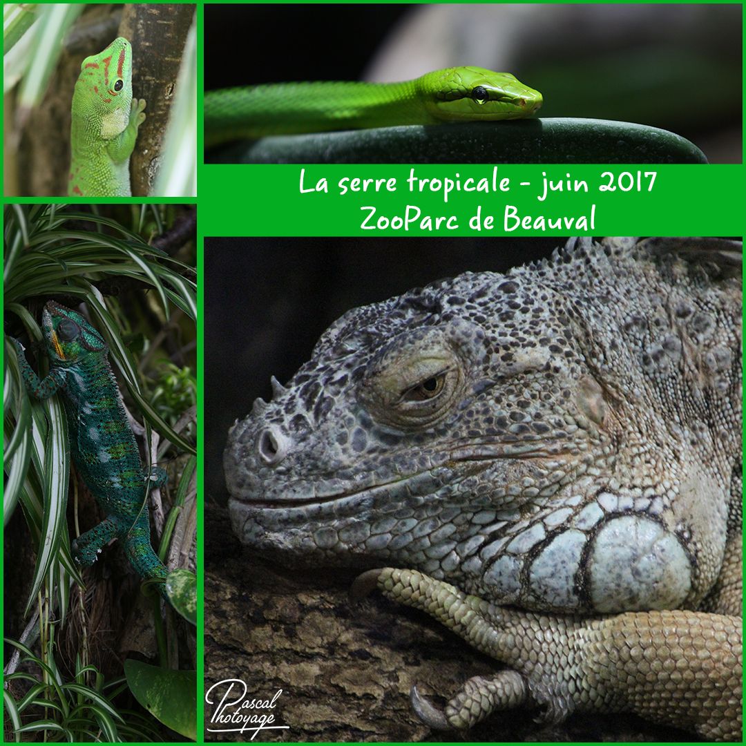 beauval_serre_tropicale_01_-_layout_07_1080x1080.jpg
