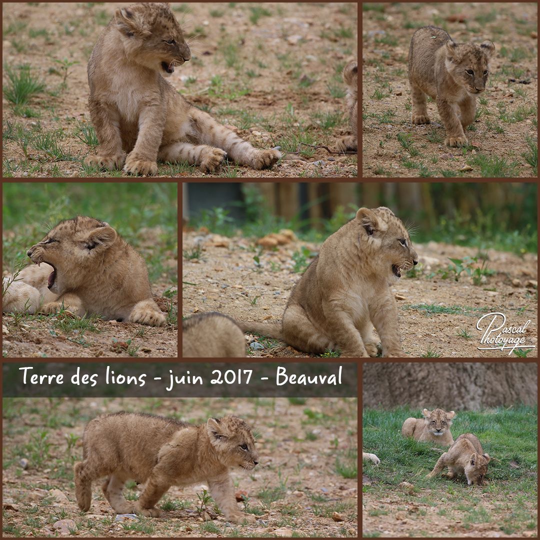 beauval_terre_des_lions_01_-_layout_28_1080x1080.jpg
