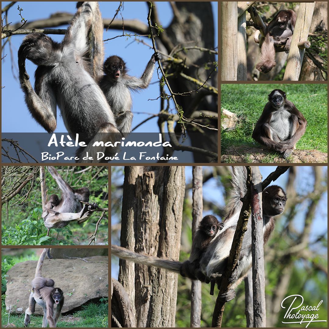 bioparc_-_atele_marimonda_-_layout_27_1080x1080.jpg
