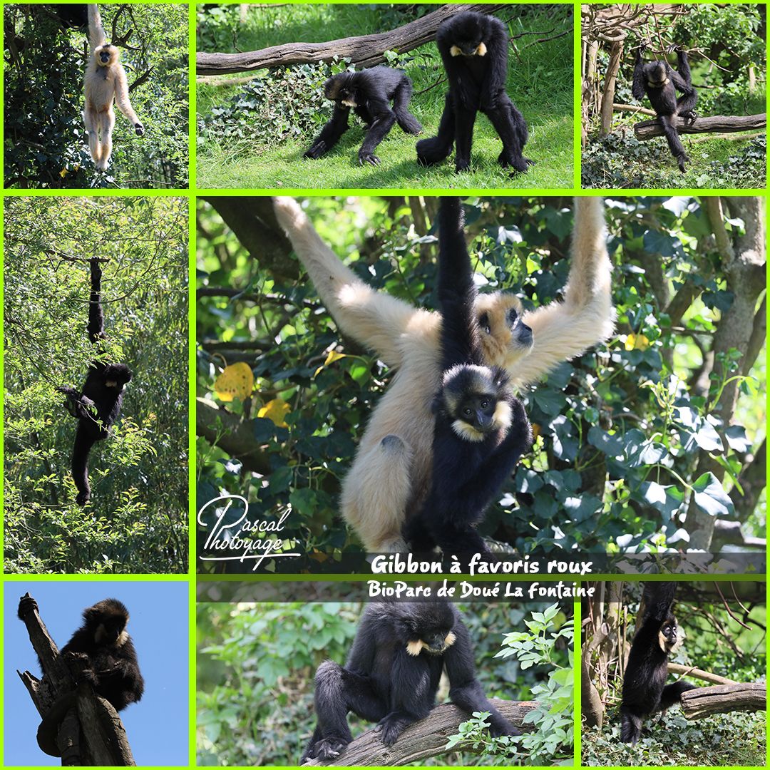 bioparc_doue_la_fontaine_-_gibbon_a_favoris_roux_-_layout_37_1080x1080.jpg