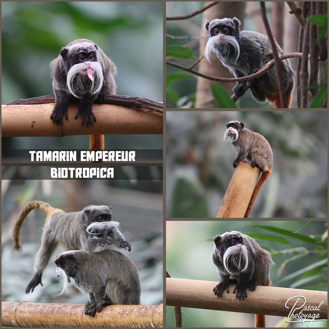 biotropica_-_tamarin_empereur_01_-_layout_18_1080x1080.jpg
