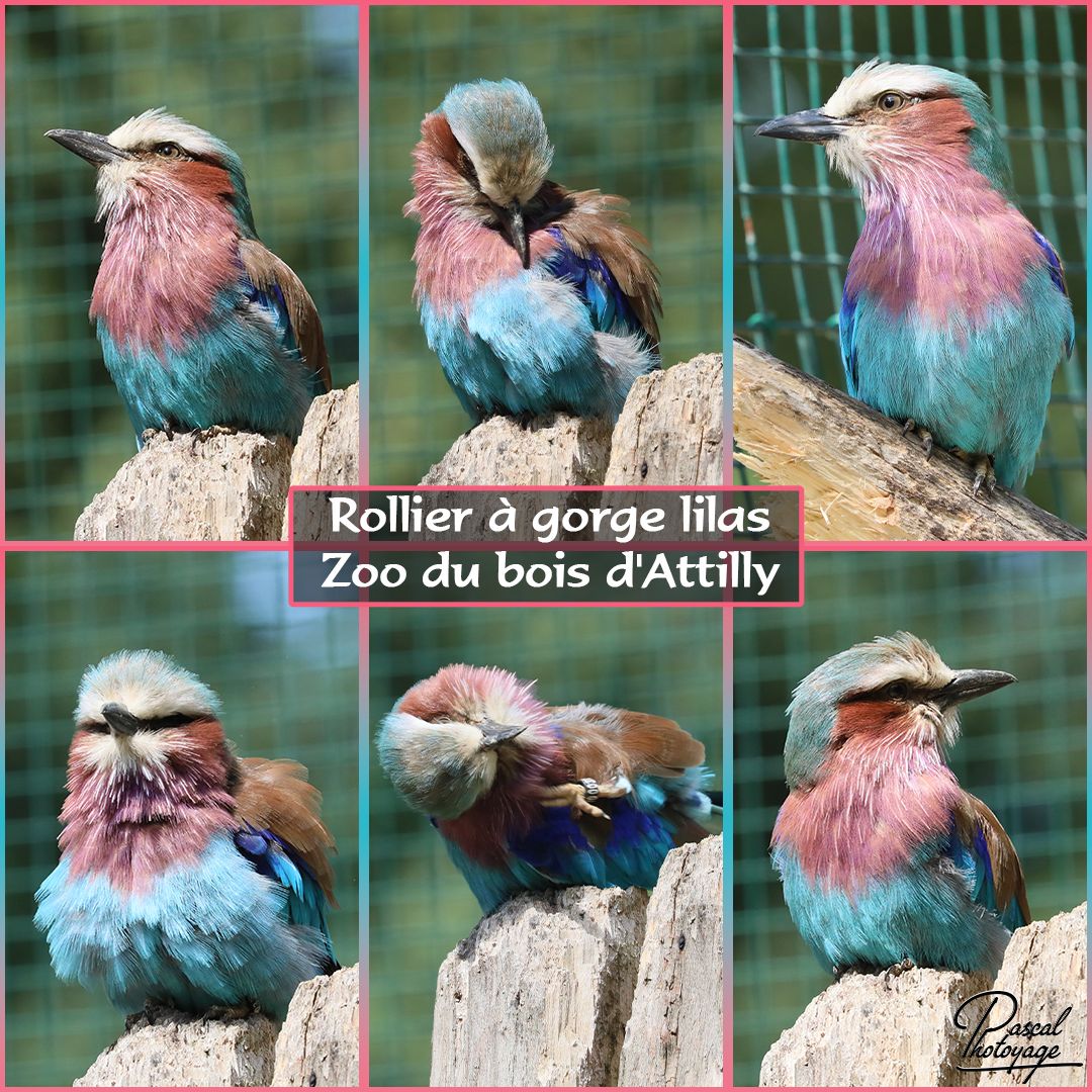 bois_d_attilly_-_rollier_a_gorge_lilas_-_layout_25_1080x1080.jpg
