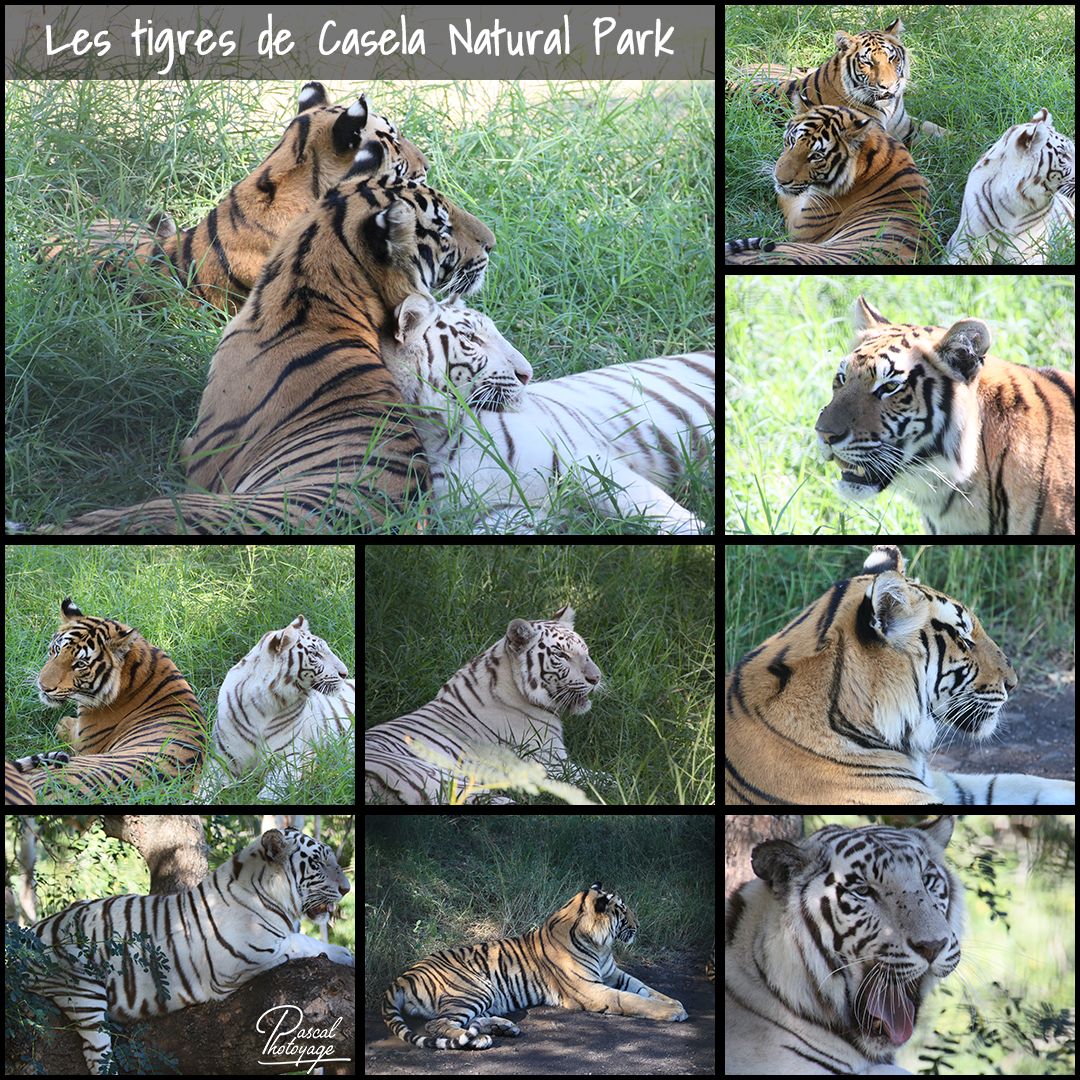 casela_-_tigres_01_-_layout_44_1080x1080.jpg