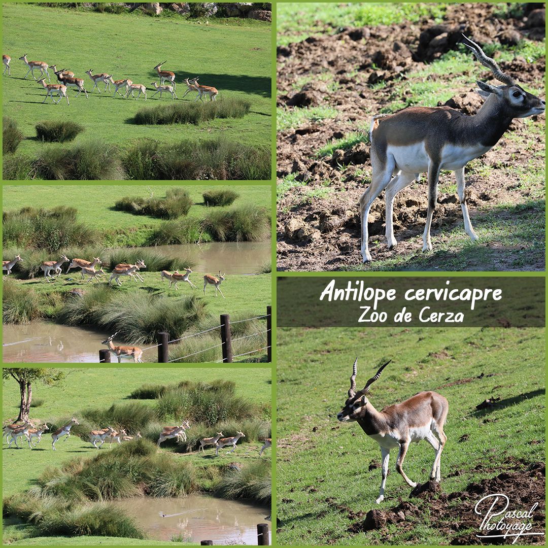 cerza_-_antilope_cervicapre_01_-_layout_17_1080x1080.jpg