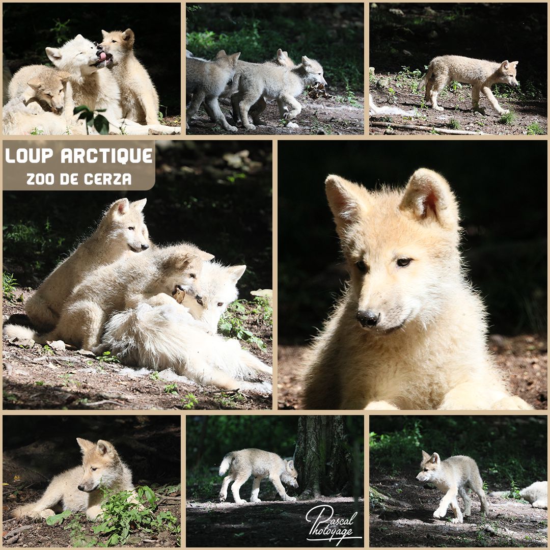 cerza_-_loup_arctique_01_-_layout_34_1080x1080.jpg