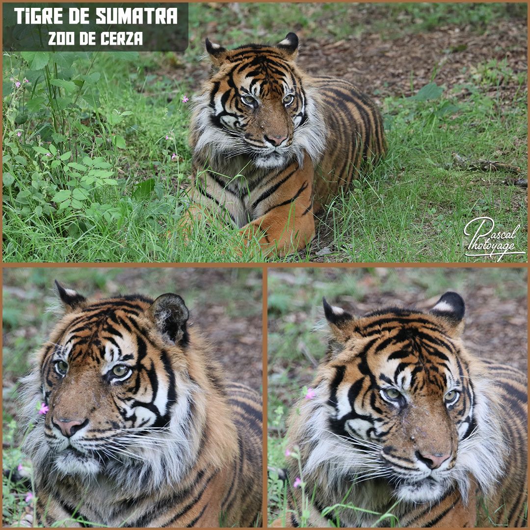 cerza_-_tigre_de_sumatra_01_-_layout_58_1080x1080.jpg