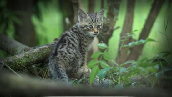 Le chat sylvestre