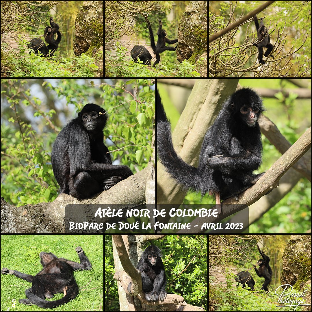doue_la_fontaine_-_atele_noir_de_colombie_01_-_layout_34_1080x1080.jpg