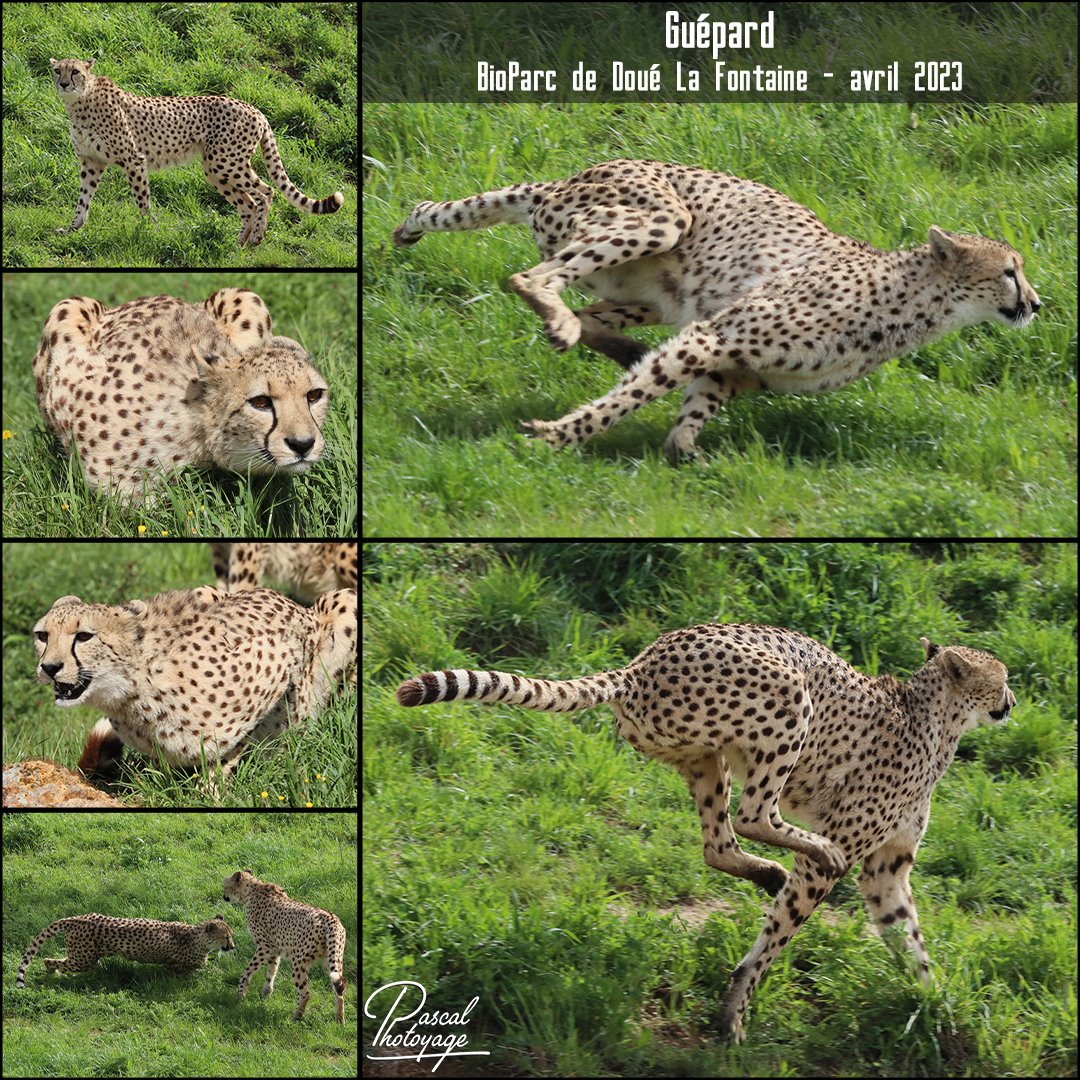doue_la_fontaine_-_guepard_01_-_layout_65_1080x1080.jpg