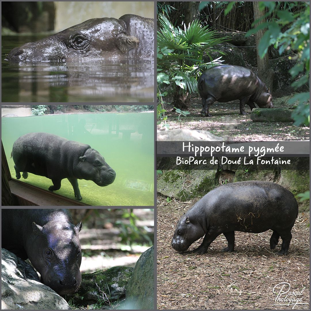 doue_la_fontaine_-_hippopotame_pygmee_01_-_layout_17_1080x1080.jpg