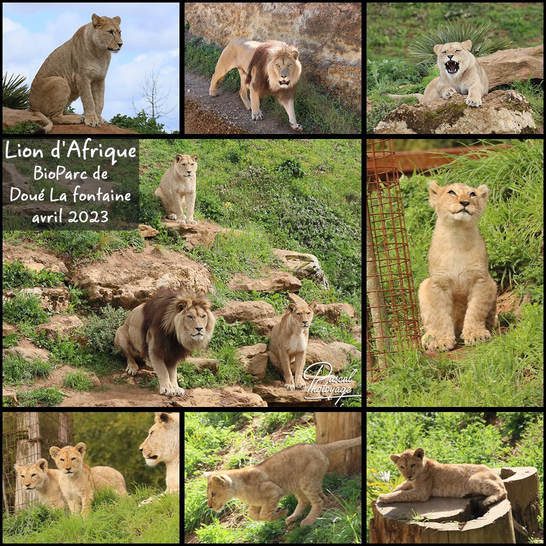 doue_la_fontaine_-_lion_d_afrique_01_-_layout_36_1080x1080.jpg