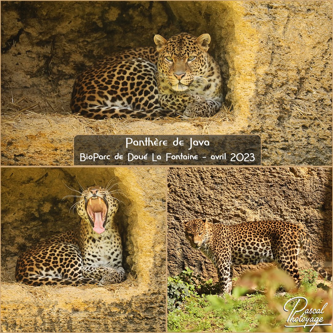 doue_la_fontaine_-_panthere_de_java_01_-_layout_73_1080x1080.jpg