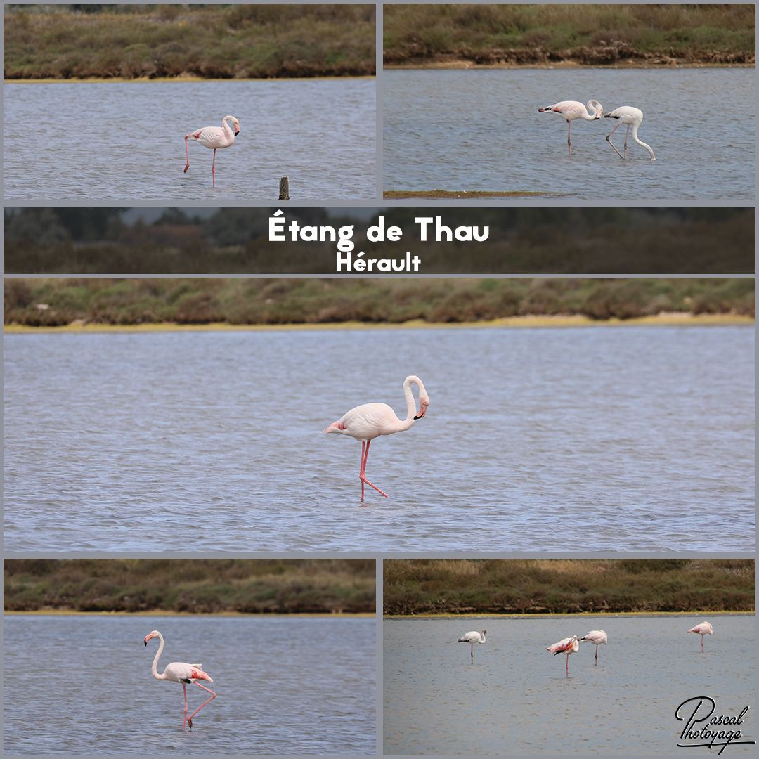 etang_de_thau_01_-_layout_15_1080x1080.jpg