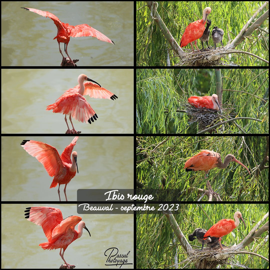ibis_rouge_01_-_layout_54_1080x1080.jpg