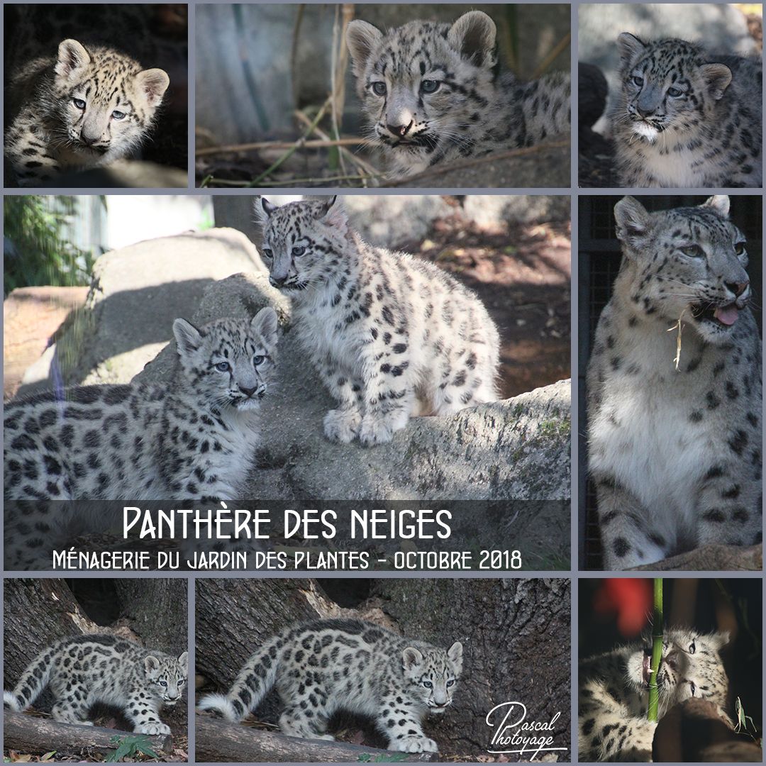 jardin_des_plantes_-_panthere_des_neiges_01_-_layout_38_1080x1080.jpg