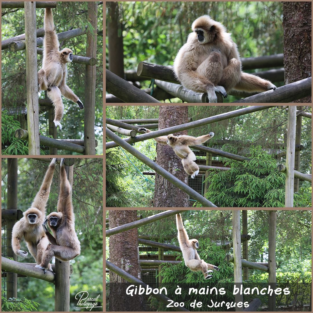 jurques_-_gibbon_a_mains_blanches_01_-_layout_20_1080x1080.jpg
