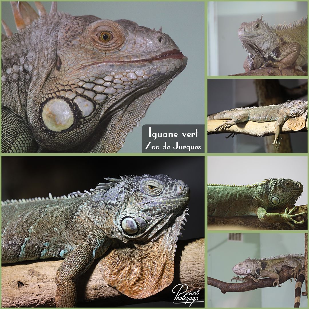 jurques_-_iguane_vert_01_-_layout_64_1080x1080.jpg