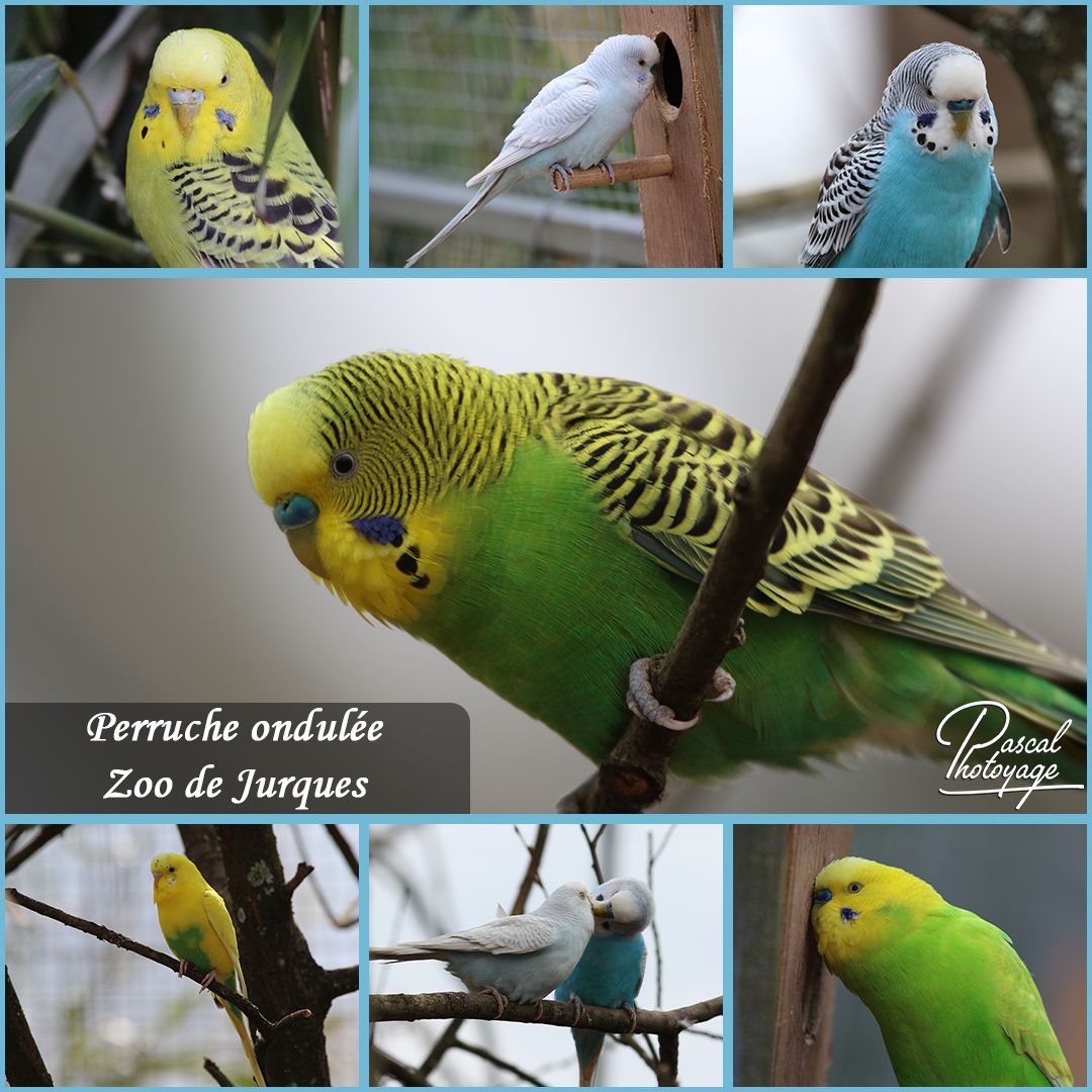 jurques_-_perruche_ondulee_-_layout_32_1080x1080.jpg